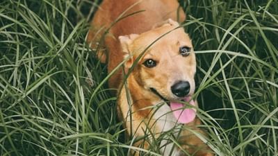 ઘરોમાં સૌથી વધુ વફાદાર પ્રાણીમાં કૂતરો છે. લોકો પોતાના પરિવારના સભ્યોની જેમ કૂતરાઓને ઘરે રાખે છે અને તેમની વચ્ચે ભેદ પાડતા નથી. લોકો ઘણીવાર પોતાના ઘરમાં કૂતરા પાળે છે, પરંતુ ઘણી વખત તેઓ એ હકીકતથી અજાણ હોય છે કે ઘરમાં કૂતરો પાળવાથી ઘણા ગ્રહો મજબૂત થાય છે અને કૂતરાની સેવા કરીને આપણે ઘણા ગ્રહોના અશુભ પ્રભાવોને શુભ બનાવી શકીએ છીએ.