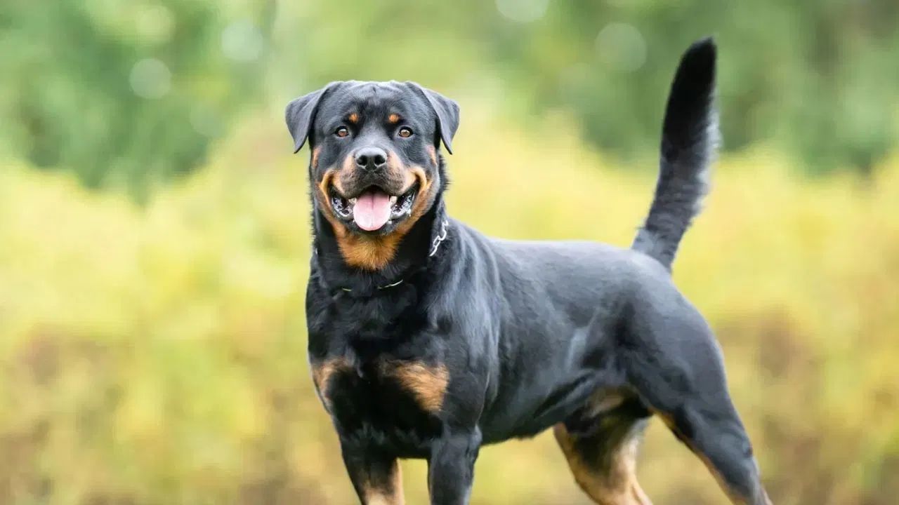 શનિ સાથે સંબંધ - શનિ માટે કાળો કૂતરો શુભ માનવામાં આવે છે. જો તમારી કુંડળીમાં શનિ દોષ, શનિ મહાદશા અથવા શનિ સાડાસાતી હોય, તો કાળા કૂતરાની સેવા કરવી અને કૂતરાઓને ખવડાવવું તેમના માટે ખૂબ જ શુભ સાબિત થઈ શકે છે.