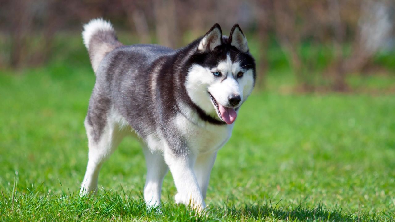 સાઇબેરીયન હસ્કી - તેઓ વરુ જેવા દેખાય છે. તેઓ મોટે ભાગે ઠંડા સ્થળોએ પાળવામાં આવે છે. તેમની આંખો બે રંગની હોય છે. તેઓ સાહસ પ્રેમી છે અને બહારની પ્રવૃત્તિઓ કરવાનું પસંદ કરે છે. જો કે, તેમને ગરમ સ્થળોએ રાખવા થોડી મુશ્કેલ હોઈ શકે છે.