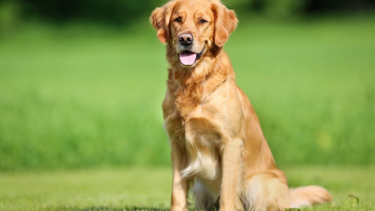 ગોલ્ડન રીટ્રીવર - આ કૂતરાઓને તાલીમ આપવી ખૂબ જ સરળ છે. તેઓ બધા સાથે ભળી જાય છે. જોકે, તેઓ ખૂબ ધ્યાન આપવા માટે ટેવાયેલા છે. જો તમે તેમની કાળજી ન લો, તો તેઓ વધુ પડતા ઉત્સાહિત થઈ શકે છે.( all photos credit: google and social media)