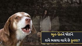 શું રાત્રે ખરેખર ભૂત-પ્રેતને જોઈને કૂતરા ભસવા લાગે છે? જાણો અહીં શું રાત્રે ખરેખર ભૂત-પ્રેતને જોઈને કૂતરા ભસવા લાગે છે? જાણો અહીં