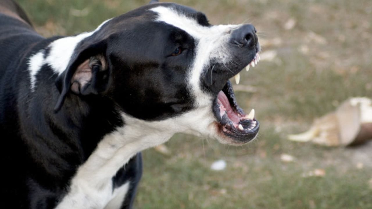 કૂતરા કરડવાથી થતો સૌથી સામાન્ય રોગ રેબીઝ છે. જો આ રોગ માટે રસી આપવામાં ન આવે તો તે જીવલેણ સાબિત થઈ શકે છે. તાજેતરમાં જ એક રમતવીરનું પણ રેબીઝને કારણે મૃત્યુ થયું હતું. જોકે કૂતરા કરડવાથી માત્ર રેબીઝ જ નહીં પરંતુ કેટલાક અન્ય રોગો પણ થાય છે જે ખૂબ જ ખતરનાક છે.