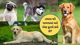 કૂતરા પાળતા પહેલા આ વાંચો, તમારા ઘર માટે શ્રેષ્ઠ બ્રીડ કઇ? કૂતરા પાળતા પહેલા આ વાંચો, તમારા ઘર માટે શ્રેષ્ઠ બ્રીડ કઇ?