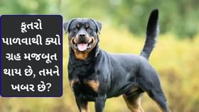 શું તમે જાણો છો? ઘરમાં કૂતરો પાળવાથી ક્યો ગ્રહ મજબૂત થાય છે શું તમે જાણો છો? ઘરમાં કૂતરો પાળવાથી ક્યો ગ્રહ મજબૂત થાય છે