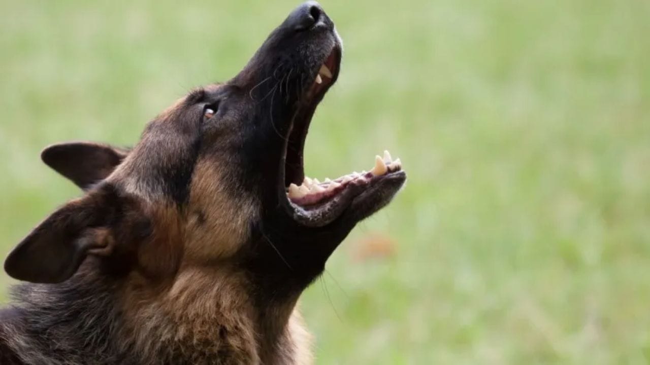 આ વાત સાચી છે કૂતરાઓ આત્માને જુએ છે કારણ કે તેમની આંખોમાં માણસો કરતાં વધુ ગતિએ જોવાની ક્ષમતા  હોય છે. આ જ કારણ છે કે જ્યારે કૂતરાઓ નકારાત્મક ઉર્જા જુએ છે, ત્યારે તેઓ ભસવાનું શરૂ કરે છે, પરંતુ વિજ્ઞાન આ દાવાઓને બિલકુલ માનતું નથી.