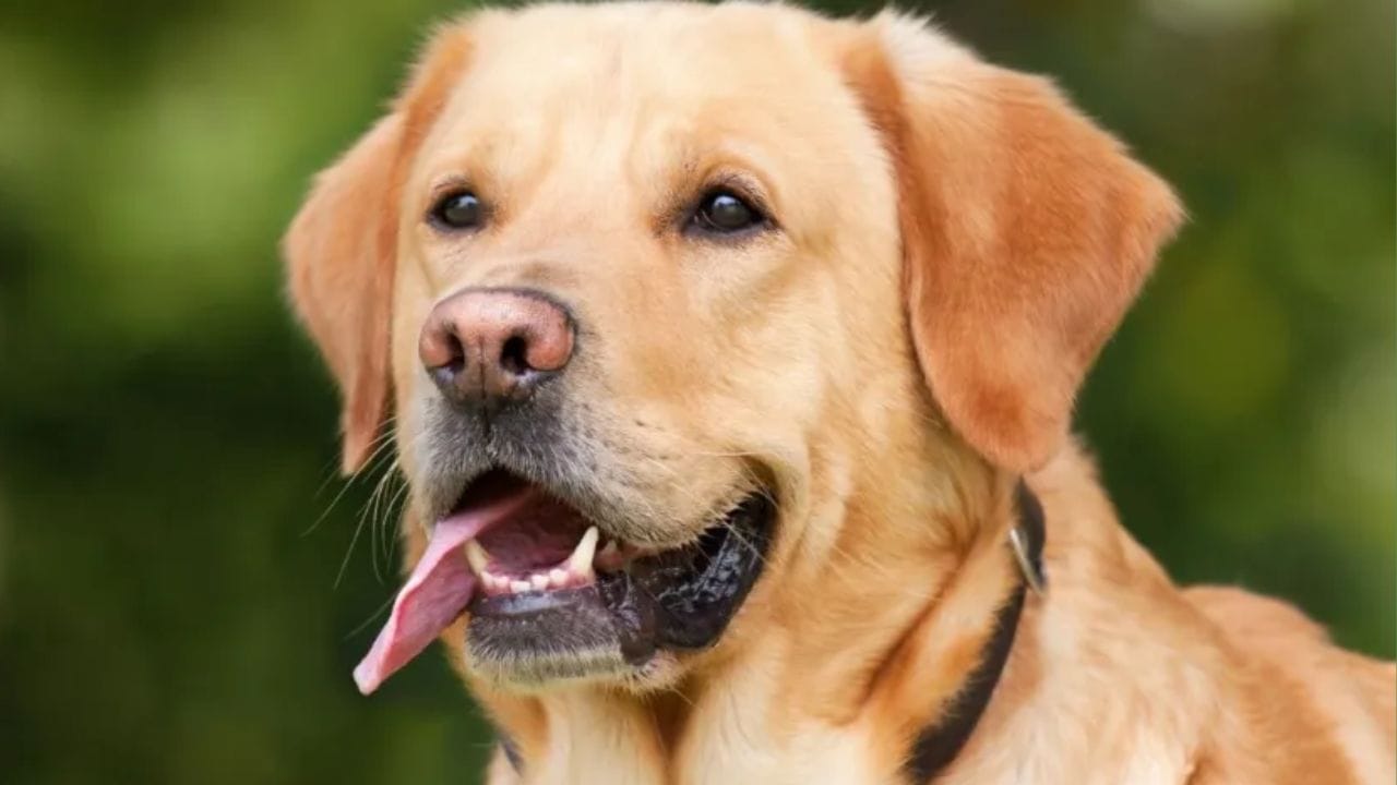 નોંધ: અહીં આપેલી માહિતી ધાર્મિક શ્રદ્ધા અને લોક માન્યતાઓ પર આધારિત છે. આ માટે કોઈ વૈજ્ઞાનિક પુરાવા નથી. 