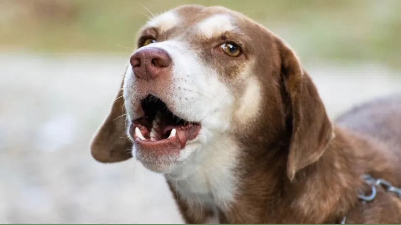 ઘણા લોકો માને છે કે કૂતરાઓ રાત્રે ભૂત જુએ છે, તેથી તેઓ ભસવાનું શરૂ કરે છે અને જ્યારે તેઓ ભૂતથી ડરે છે, ત્યારે તેઓ રડવા લાગે છે. તો શું આ ખરેખર સાચું છે અને આ અંગે વિજ્ઞાન શું કહે છે ચાલો જાણીએ 