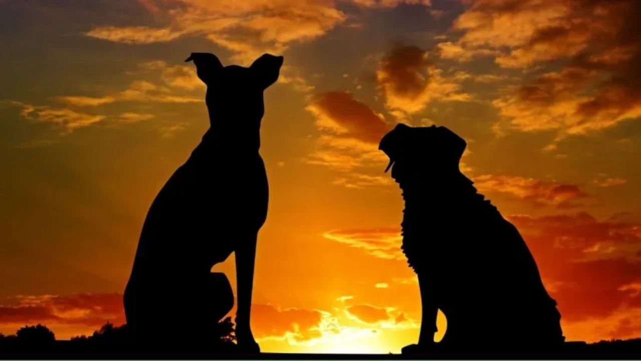 વિજ્ઞાન અનુસાર, કૂતરાઓની ઇન્દ્રિયો માણસો કરતાં વધુ સંવેદનશીલ હોય છે, જેના કારણે તેઓ એવી વસ્તુઓ પણ અનુભવી શકે છે જે આપણે અનુભવી શકતા નથી. પરંતુ આનો અર્થ એ નથી કે તેઓ ભૂત જુએ છે.