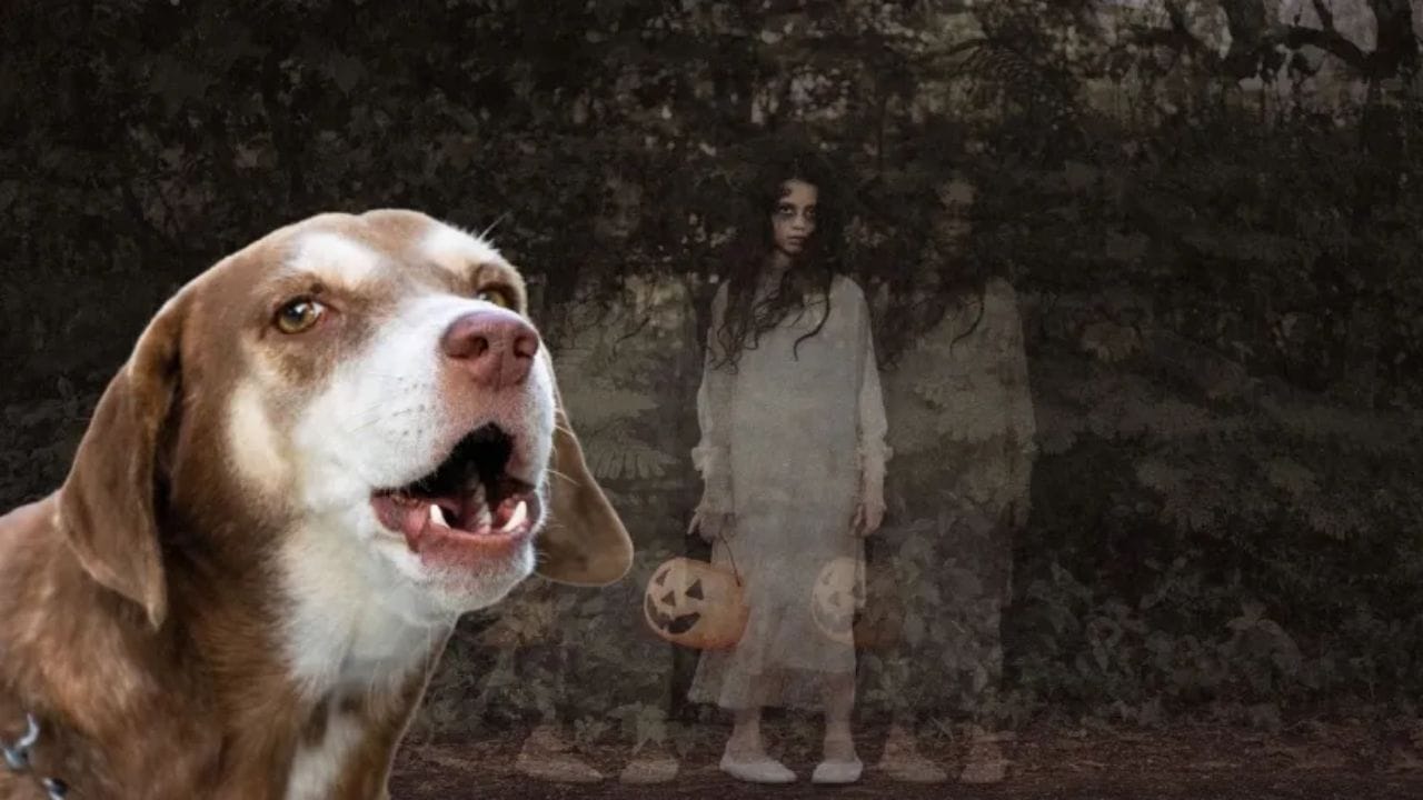 તમે જોયું હશે કે કૂતરા દિવસ કરતાં રાત્રે વધુ ભસે છે. રાત્રે ભસતા કૂતરાઓ સાથે જોડાયેલી ઘણી માન્યતાઓ છે. એવું કહેવાય છે કે ભૂત અને આત્માઓને જોયા પછી કૂતરાઓ રાત્રે ભસે છે.