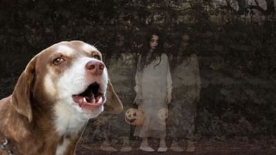 તમે જોયું હશે કે કૂતરા દિવસ કરતાં રાત્રે વધુ ભસે છે. રાત્રે ભસતા કૂતરાઓ સાથે જોડાયેલી ઘણી માન્યતાઓ છે. એવું કહેવાય છે કે ભૂત અને આત્માઓને જોયા પછી કૂતરાઓ રાત્રે ભસે છે.