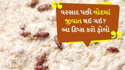 વરસાદની ઋતુમાં વાતાવરણ ભેજથી ભરેલું હોય છે, બધે પાણી દેખાય છે અને ઘરના ખૂણામાં ભીનાશ જોવા મળે છે. પરંતુ વરસાદની ઋતુમાં ઘરની સમસ્યાઓ ફક્ત આટલા સુધી મર્યાદિત નથી. આ ઋતુમાં મસાલામાં ગઠ્ઠા બનવા લાગે છે અને એટલું જ નહીં ચોખા અને લોટની અંદર પણ જંતુઓ દેખાવા લાગે છે. ખાસ કરીને લોટમાં ધનેરા દેખાવા લાગે છે, જે ક્યારેક એટલા નાના હોય છે કે ચાળણીમાંથી પસાર થઈ જાય છે.