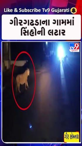 શિકારની શોધમાં રહેણાક વિસ્તાર સુધી પહોંચ્યા સિંહ