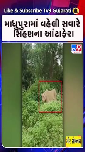 સિંહણના આટા ફેરાથી સ્થાનિકોમાં ફફડાટ ફેલાયો