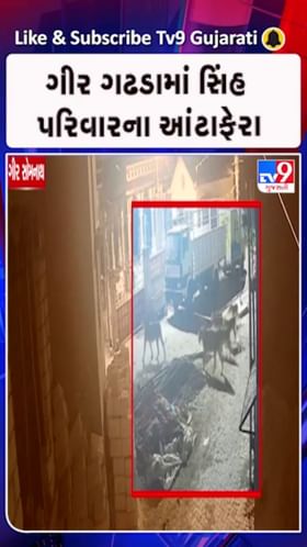 ગીર સોમનાથના ગીર ગઢડામાં 7 સિંહ લટાર મારતા દેખાયા