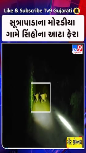 ડાલામથ્થા રોડ પર આવી ચડતા સ્થાનિકોએ તેમના વિડિયો પોતાના કેમેરામાં કેદ કર્યો