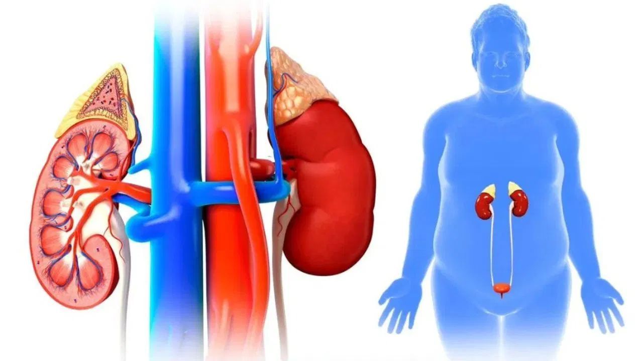 વારંવાર પેશાબ થવો અથવા ખૂબ ઓછો પેશાબ થવો પણ એક ચેતવણીરૂપ સંકેત માનવામાં આવે છે. આ સાથે, જો પેશાબનો રંગ ઘાટો થઈ જાય, તો તે કિડનીની સમસ્યાનું લક્ષણ હોઈ શકે છે.