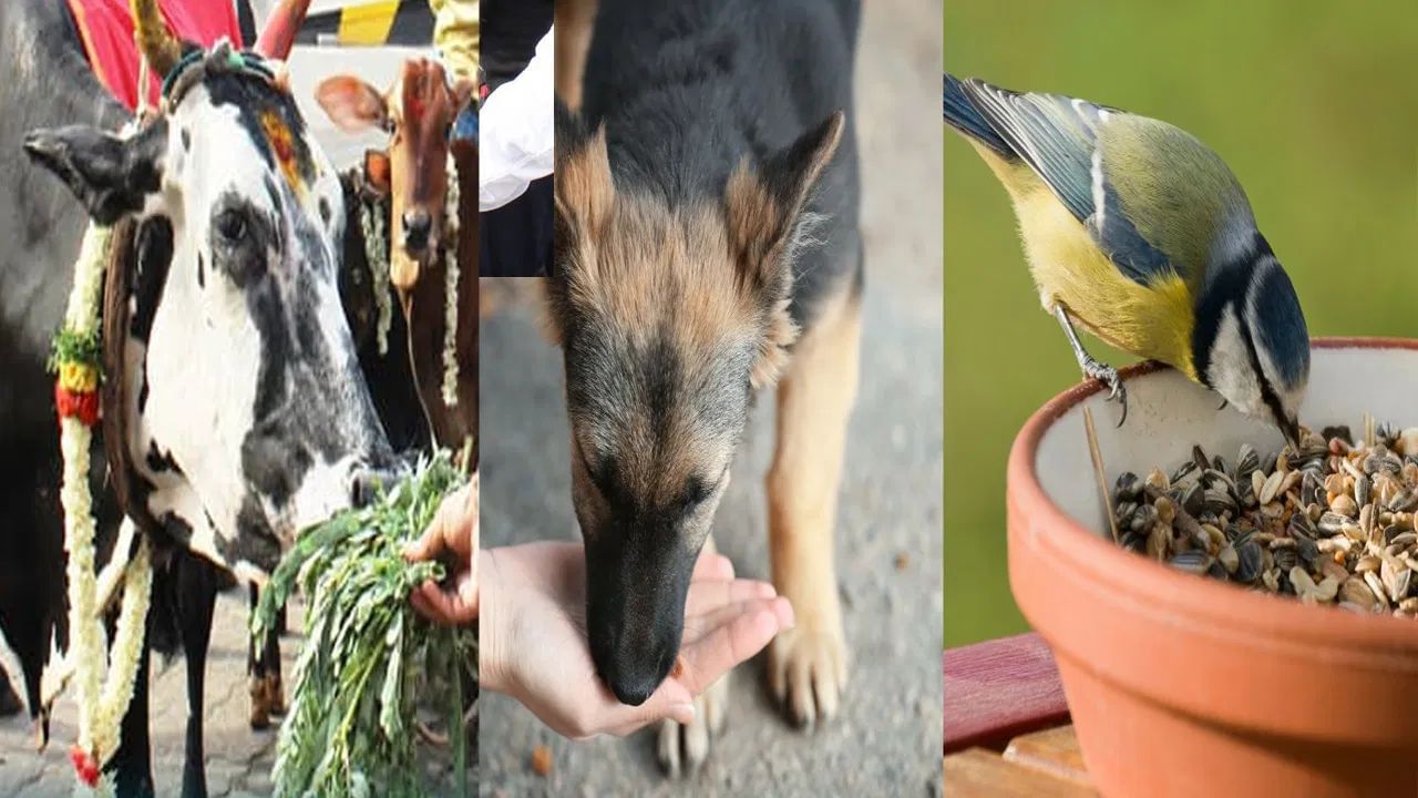 જ્યોતિષ શાસ્ત્રમાં, આ ઉપાયો ખાસ ગ્રહોને ખુશ કરવા, દુર્ભાગ્ય દૂર કરવા અને સુખ-સમૃદ્ધિ પ્રાપ્ત કરવામાં ખૂબ મદદરૂપ માનવામાં આવે છે. નિયમિત રીતે પ્રાણીઓને ખવડાવવાથી શાંતિ અને સકારાત્મક ઉર્જા મળે છે.