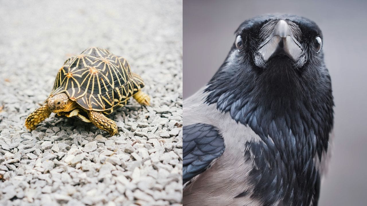 હિન્દુ ધર્મ અને જ્યોતિષ શાસ્ત્ર અનુસાર, પ્રાણીઓને ખવડાવવાથી ખૂબ જ પુણ્ય મળે છે. આ માત્ર દયા અને કરુણાનું પ્રતીક નથી પરંતુ આનાથી ગ્રહોના દોષો પણ દૂર થાય છે. શાસ્ત્રો અનુસાર, ગાય, કૂતરા, પક્ષી, માછલી અથવા અન્ય જીવોને ખવડાવવાથી અને પાણી આપવાથી પાપોનો અંત આવે છે.