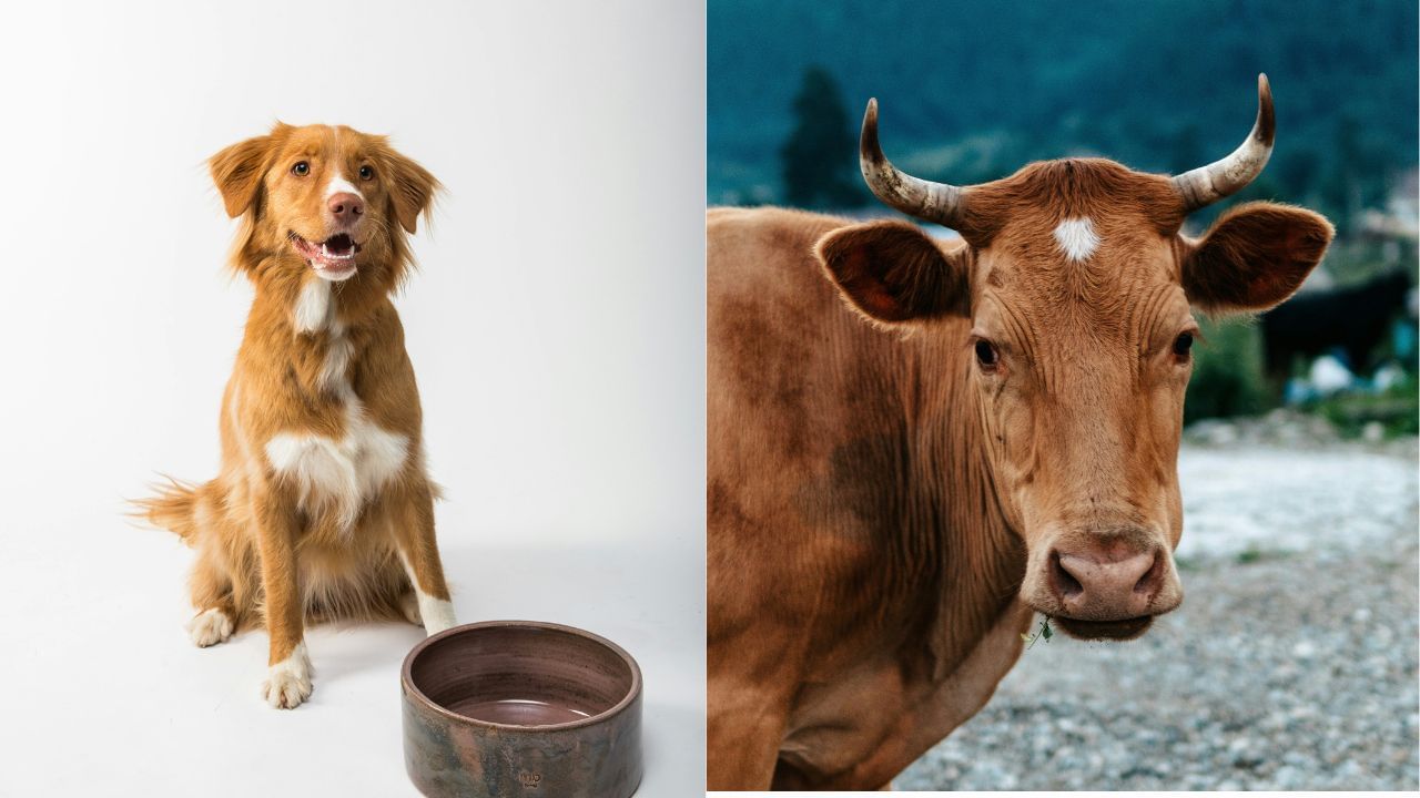 ચોર અને શત્રુઓથી બચવા માટે વ્યક્તિએ કૂતરાને ખવડાવવું જોઈએ. જણાવી દઈએ કે, કૂતરો કાલ ભૈરવનું વાહન પણ છે. આ સિવાય ગાયને ખવડાવવાથી માનસિક શાંતિ અને ધન પ્રાપ્ત થાય છે.