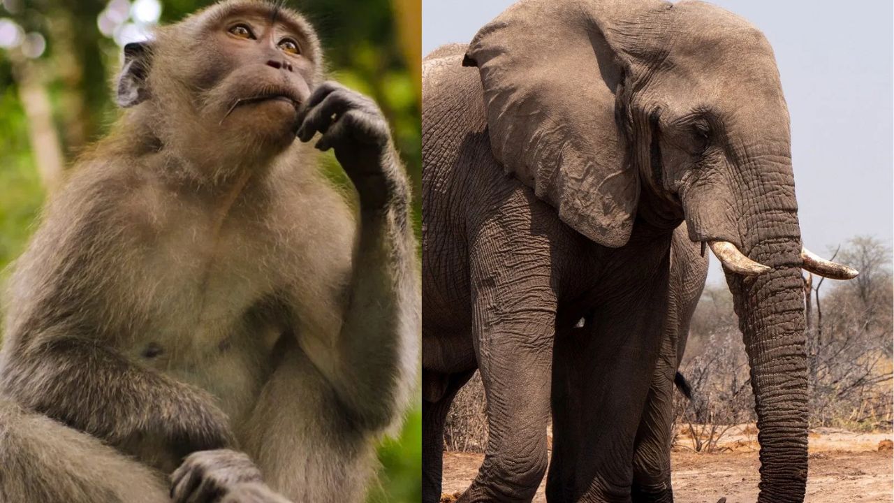 વાંદરાઓને કેળા ખવડાવવાથી બધા દુ:ખ અને પાપનો અંત આવે છે અને હાથીને ખવડાવવાથી જીવનમાં આવતા અવરોધો તેમજ સમસ્યાઓથી છુટકારો મળે છે.