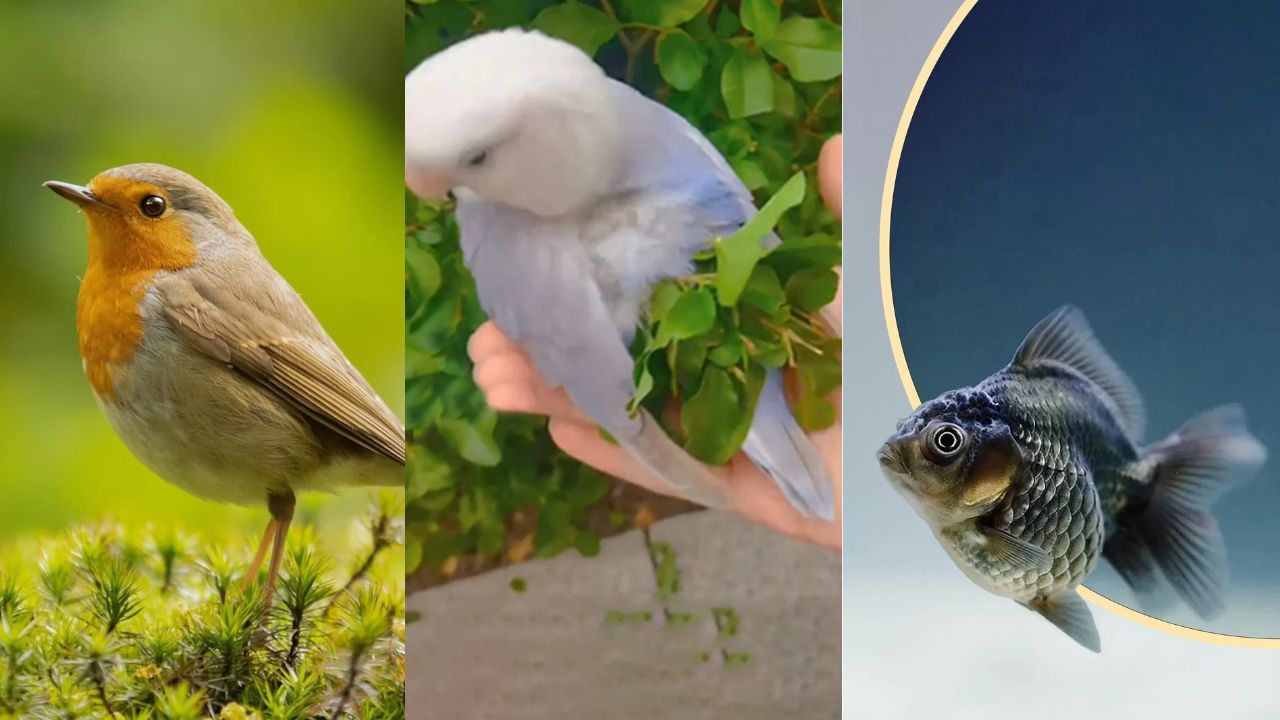 માછલીઓને અનાજ અને લોટ ખવડાવવાથી દેવામાંથી મુક્તિ મળે છે. આ સાથે જ પારિવારિક વાતાવરણ પણ ખુશનુમા રહે છે. પક્ષીઓને અનાજ ખવડાવવાથી માત્ર વ્યવસાય અને નોકરીમાં લાભ જ નથી મળતો પરંતુ જીવનની બધી સમસ્યાઓમાંથી પણ રાહત મળે છે. વધુમાં મન શાંત રહે છે, ગ્રહોની મુશ્કેલીઓ દૂર થાય છે અને બગડેલા કામ પૂર્ણ થાય છે. આ સાથે જ સ્વાસ્થ્ય પણ સારું રહે છે.