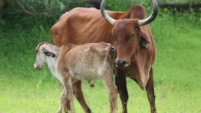 હિન્દુ ધર્મ અને જ્યોતિષ શાસ્ત્ર અનુસાર, પ્રાણીઓને ખવડાવવાથી ખૂબ જ પુણ્ય મળે છે. આ માત્ર દયા અને કરુણાનું પ્રતીક નથી પરંતુ ગ્રહોના દોષો પણ દૂર થાય છે. શાસ્ત્રો અનુસાર, ગાય, કૂતરા, પક્ષી, માછલી અથવા અન્ય જીવોને ખવડાવવાથી અને પાણી આપવાથી પાપોનો અંત આવે છે.