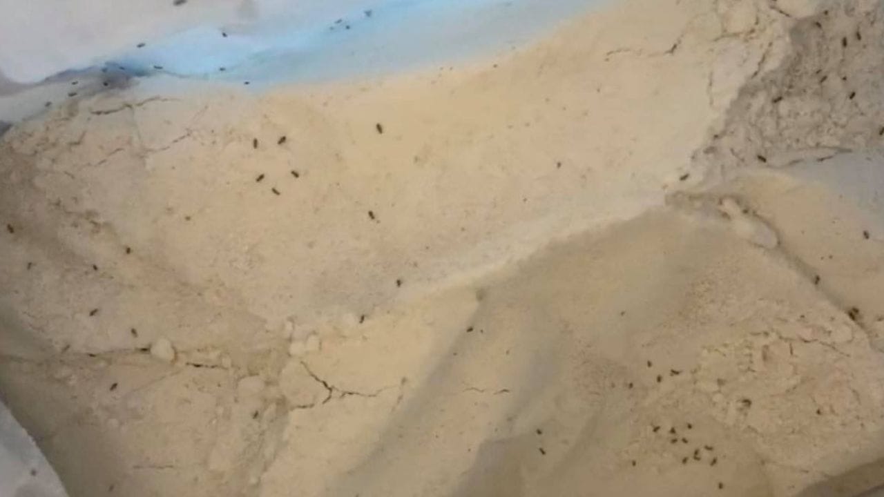 કડવા લીમડાના પાન ઉપયોગી થશે: લોટમાંથી ધનેરા દૂર કરવાનો એક સચોટ રસ્તો એ છે કે કડવા લીમડાના પાનનો ઉપયોગ કરવો. સૂકા લીમડાના પાનને લોટના ડબ્બામાં નાખો. તેના એન્ટીબેક્ટેરિયલ ગુણધર્મો જંતુઓને ભગાડે છે. બીજી બાજુ લીમડાની ગંધ ધનેરાને ગૂંગળાવી નાખે છે. લીમડો ખાઈ શકાય છે અને તેથી જ તેને લોટમાં ઉમેરવાથી કોઈ આડઅસર થતી નથી.