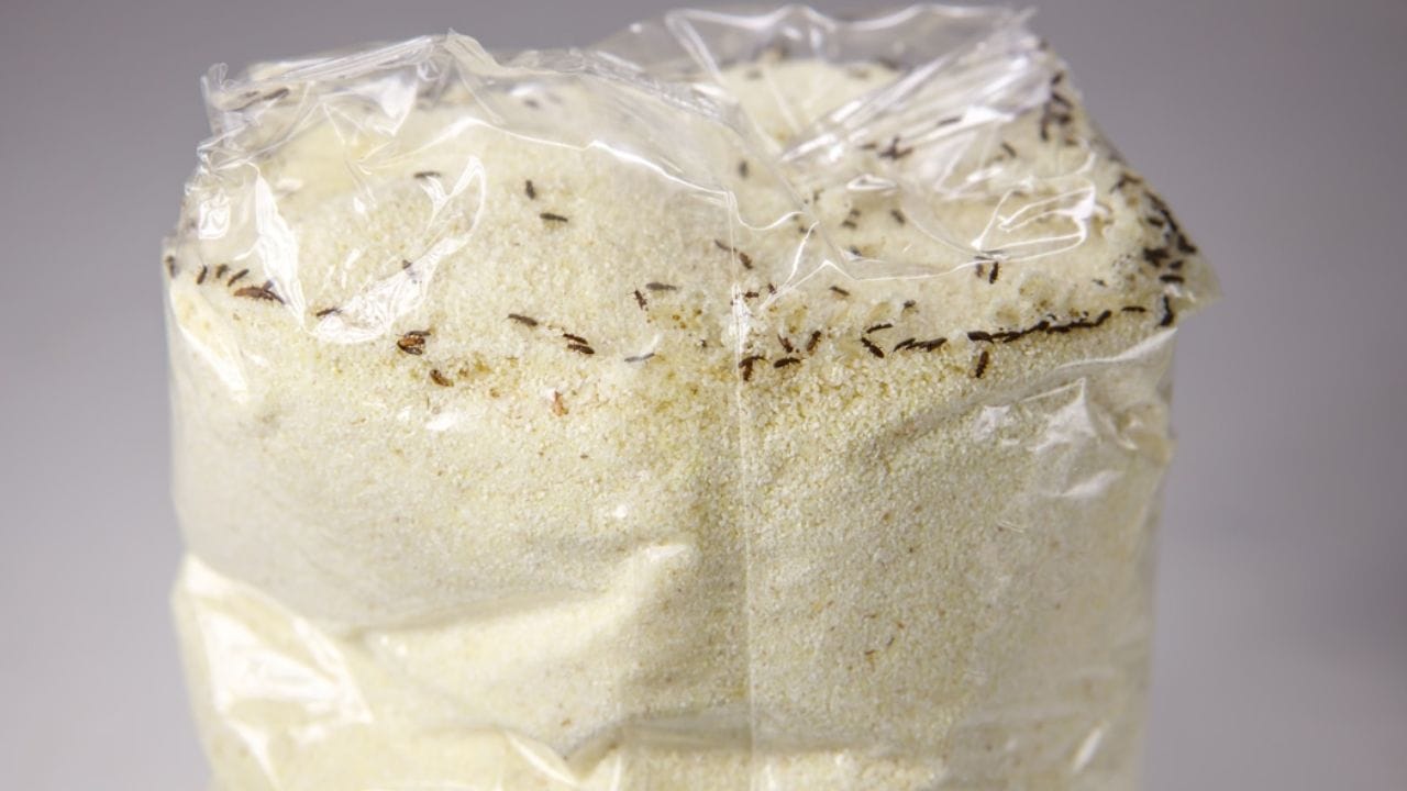 ડબ્બામાં લવિંગ નાખો: લોટના ડબ્બામાં લવિંગ મૂકી શકાય છે. તેમાં લવિંગ રાખવાથી જંતુઓ દૂર થાય છે. લોટમાં લવિંગનો સ્વાદ ન આવે તે માટે આખા લવિંગને પોટલીમાં બાંધીને રાખો. આનાથી લોટનો સ્વાદ બદલાશે નહીં અને તમે ધનેરાને ભગાડવામાં પણ અસરકારક રહેશે.