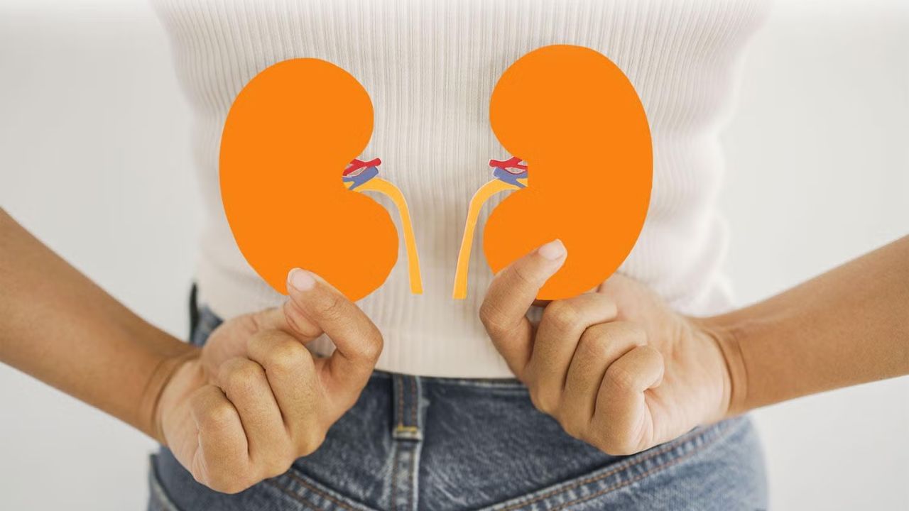 કિડનીના સ્વાસ્થ્ય માટે દરરોજ કેટલું પાણી પીવું જોઈએ?: સફદરજંગ હોસ્પિટલના નેફ્રોલોજી વિભાગના એચઓડી ડૉ. હિમાંશુ વર્મા કહે છે કે સામાન્ય રીતે એક સ્વસ્થ વ્યક્તિ માટે દિવસભરમાં 2 થી 3 લિટર પાણી પીવું જરૂરી માનવામાં આવે છે. જો કે, આ માત્રા ઉંમર, વજન, ઋતુ અને શારીરિક પ્રવૃત્તિ પર આધાર રાખે છે. ઉનાળામાં અથવા જ્યારે વધુ પડતો પરસેવો થાય છે, ત્યારે શરીરને વધુ પાણીની જરૂર પડે છે. તે જ સમયે, જે લોકોને કિડની સંબંધિત કોઈ સમસ્યા, ડાયાબિટીસ અથવા હાઈ બ્લડ પ્રેશર જેવી બીમારી હોય, તેમણે ડૉક્ટરની સલાહ મુજબ પાણી પીવું જોઈએ.