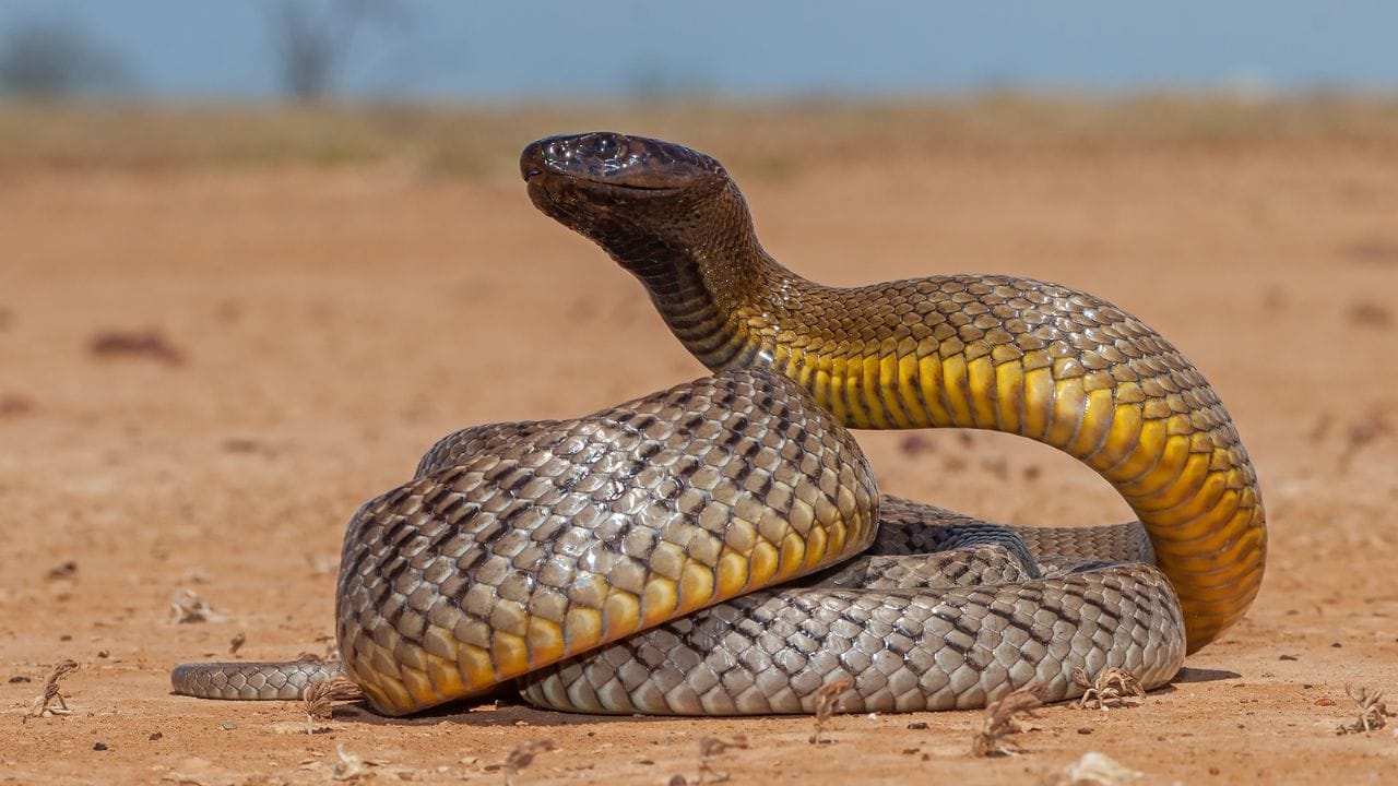 inland taipan snake 1