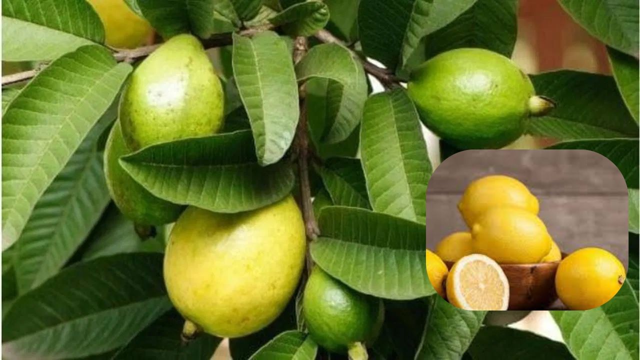 જામફળ અને લીંબુ: આ બંને વિટામિન C ના શ્રેષ્ઠ સ્ત્રોત છે. વિટામિન C આપણી રોગપ્રતિકારક શક્તિને મજબૂત બનાવે છે, જેથી શરીર રોગ સામે વધુ સારી રીતે લડી શકે છે. જામફળ સીધું ખાઓ અથવા લીંબુનું શરબત પીઓ. આનાથી ચાંદા ઝડપથી રૂઝાઈ જશે.