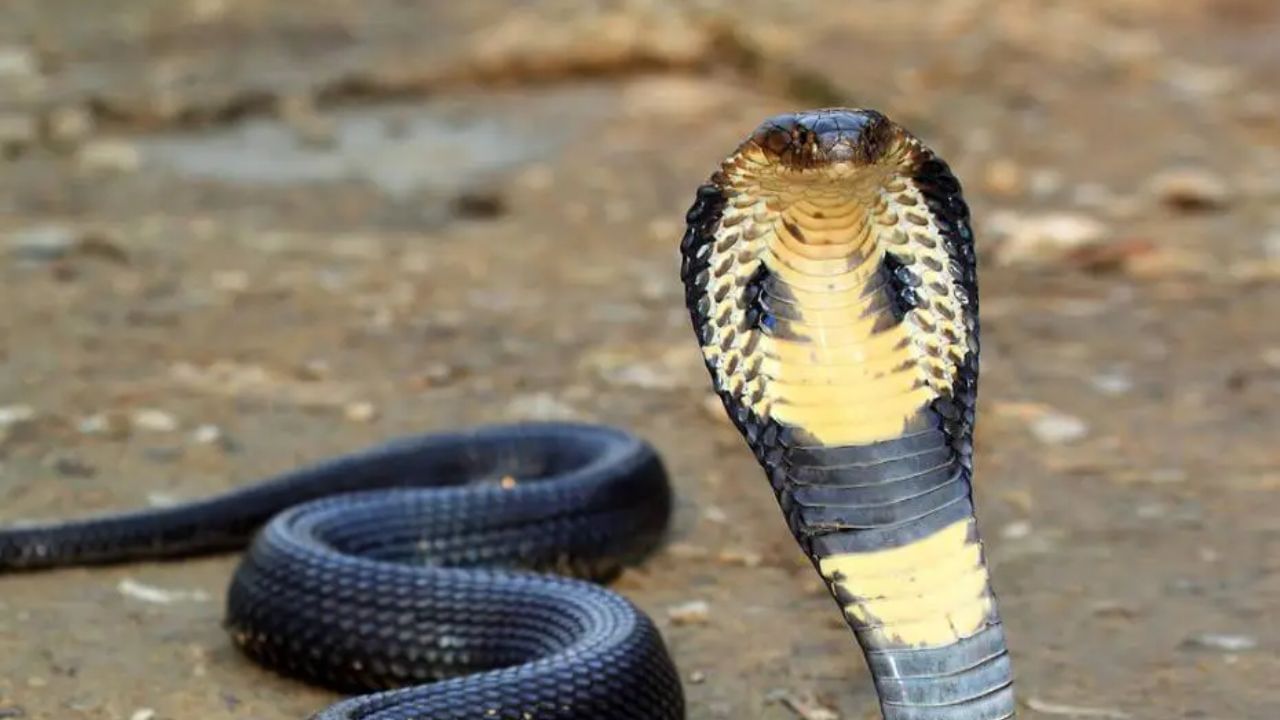 કિંગ કોબ્રા - આ વિશ્વનો સૌથી લાંબો ઝેરી સાપ છે, જેની લંબાઈ 18 ફૂટ (5.4 મીટર) સુધી પહોંચી શકે છે. તેનું ઝેર એટલું શક્તિશાળી છે કે તે એક હાથીને પણ મારી શકે છે. તે દક્ષિણ અને દક્ષિણપૂર્વ એશિયામાં જોવા મળે છે અને જોખમ લાગે તો તેના ફડનો ભાગ ફેલાવી અને જોરદાર ફૂંફાડો કરીને ચેતવણી આપે છે.