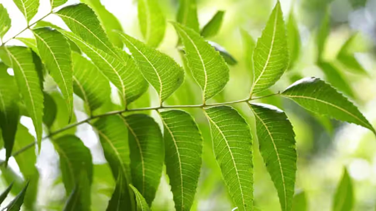 ડાયાબિટીસને નિયંત્રિત કરવામાં મદદરૂપ - લીમડાના પાનમાં હાઈપોગ્લાયકેમિક ગુણધર્મો હોય છે, જે બ્લડ સુગર લેવલને નિયંત્રિત કરવામાં મદદ કરે છે. ડાયાબિટીસના દર્દીઓ માટે સવારે ખાલી પેટે લીમડાના પાન ચાવવા ફાયદાકારક હોઈ શકે છે. તે ઇન્સ્યુલિન સંવેદનશીલતા સુધારે છે અને ખાંડના સ્તરમાં અચાનક વધારો થતો અટકાવે છે.