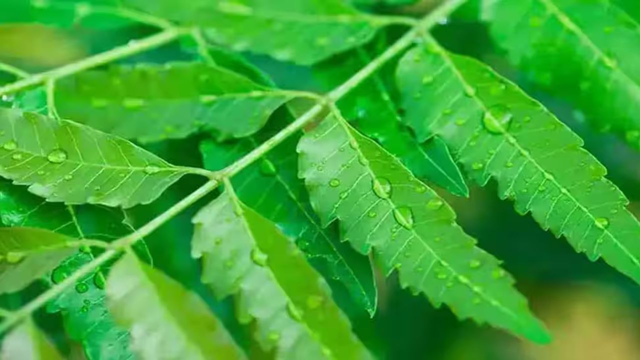 રોગપ્રતિકારક શક્તિ વધારવામાં મદદરૂપ - લીમડામાં હાજર એન્ટીઑકિસડન્ટ અને વિટામિન-સી શરીરની રોગો સામે લડવાની ક્ષમતામાં વધારો કરે છે. ખાલી પેટે લીમડો ચાવવાથી શરીરની રોગપ્રતિકારક શક્તિ મજબૂત થાય છે, જેનાથી શરદી, તાવ અને અન્ય ચેપનું જોખમ ઓછું થાય છે.