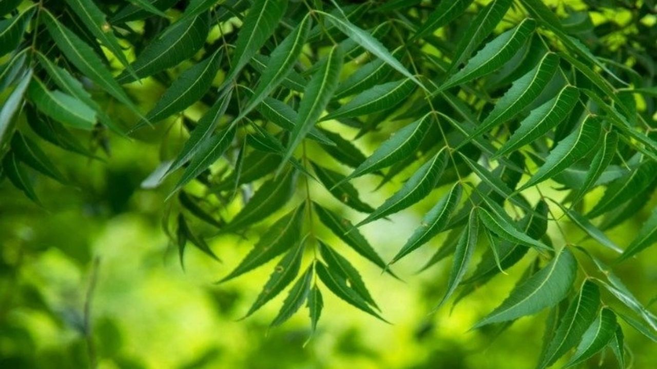 રક્ત શુદ્ધિકરણ અને ત્વચા માટે ફાયદાકારક - લીમડાના પાન લોહીને સાફ કરવામાં મદદ કરે છે, જેનાથી ખીલ, ડાઘ જેવી ત્વચાની સમસ્યાઓ ઓછી થાય છે. નિયમિતપણે લીમડા ચાવવાથી શરીરમાંથી ઝેરી તત્વો દૂર થાય છે, જેનાથી ત્વચા ચમકતી અને ચમકદાર બને છે.