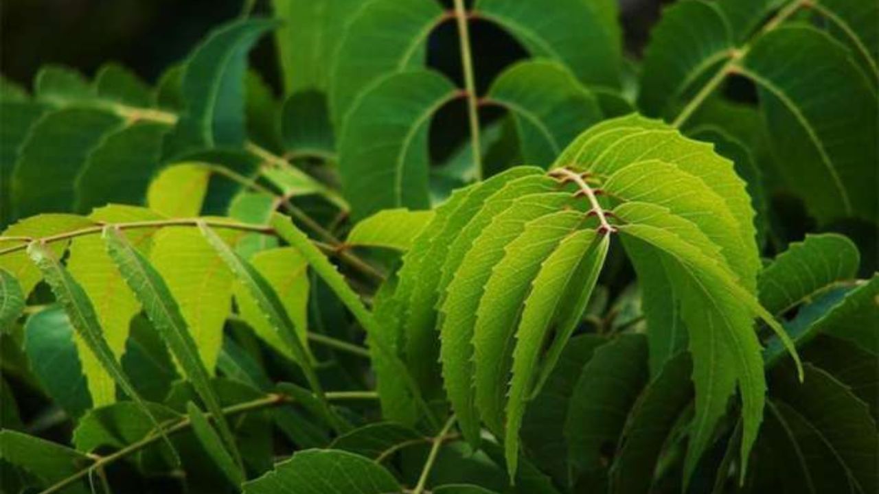 મોંના ચેપથી બચવા - લીમડાના પાનમાં રહેલા એન્ટીબેક્ટેરિયલ ગુણ મોંમાં રહેલા હાનિકારક બેક્ટેરિયાને દૂર કરે છે. સવારે ખાલી પેટે લીમડાના પાન ચાવવાથી મોઢામાં ચાંદા, પેઢામાં બળતરા અને દાંતના સડો થતો અટકે છે. તે દાંતને મજબૂત બનાવે છે અને શ્વાસની દુર્ગંધ દૂર કરે છે.