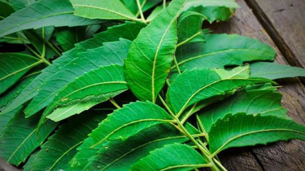 ખરેખર, લીમડાના પાનમાં એન્ટીબેક્ટેરિયલ, એન્ટિવાયરલ અને એન્ટિફંગલ ગુણ જોવા મળે છે, જે સ્વાસ્થ્ય માટે ખૂબ જ ફાયદાકારક છે. તેથી, સવારે ખાલી પેટે લીમડાના પાન ચાવવાથી ઘણી બીમારીઓથી બચી શકાય છે. ચાલો જાણીએ ખાલી પેટે લીમડાના પાન ચાવવાના 5 ફાયદા.