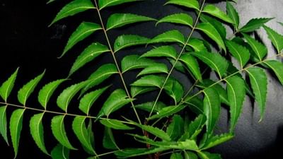 લીમડાના પાનને સ્વાસ્થ્ય માટે ખૂબ જ ફાયદાકારક માનવામાં આવે છે. તેનો ઉપયોગ આયુર્વેદમાં પણ લાંબા સમયથી કરવામાં આવે છે. પરંતુ શું તમે જાણો છો કે જો તમે દરરોજ ખાલી પેટે કેટલાક લીમડાના પાન ચાવવાનું શરૂ કરો છો, તો તમારા સ્વાસ્થ્ય પર શું અસર થશે ?