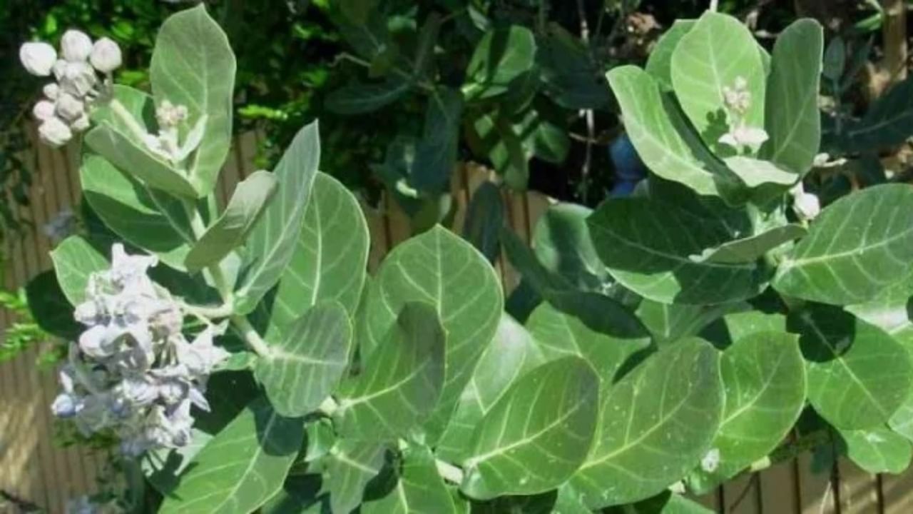 આ પાન ઉપરાંત દુર્વા અને વાંસના પાન પણ શિવલિંગ પર ચઢાવી શકાય છે. જો તમે શિવ પૂજામાં આ પાનનો ઉપયોગ કરો છો, તો ભોલેનાથ તમારી મનોકામનાઓ જલ્દી પૂર્ણ કરી શકે છે.
