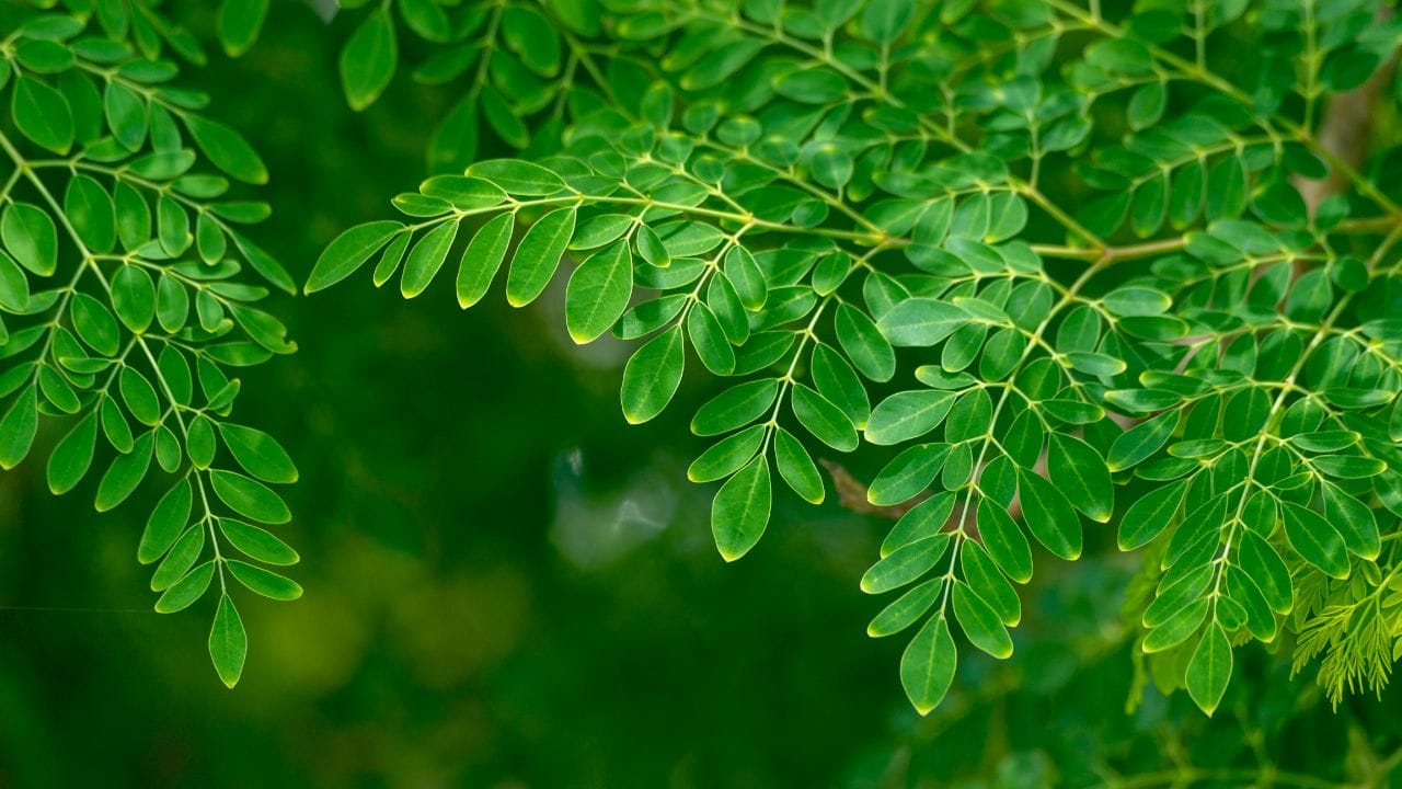 ( નોંધ : આ લેખ માત્ર જાણકારી માટે છે. તેનો ઉપયોગ પુર્વે આપ આપના તબીબ અથવા તજજ્ઞોની સલાહ ખાસ લેવી જરૂરી છે.) (Credits: - Canva)