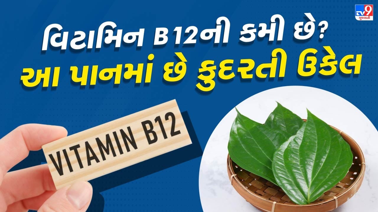 આવા સંજોગોમાં, સરગવાનો પાઉડર વિટામિન B12ની કમી દૂર કરવામાં મહત્વપૂર્ણ ભૂમિકા ભજવી શકે છે. સરગવાના પાંદડાઓના સેવન દ્વારા તમે આ પોષક તત્ત્વની ઉણપને રોકી શકો છો. આવો જાણીએ કે સરગવાના પાંદડા વિટામિન B12 ની અછત સામે કેવી રીતે મદદરૂપ બને છે અને તેનો યોગ્ય ઉપયોગ કઈ રીતે કરવો. (Credits: - Canva)
