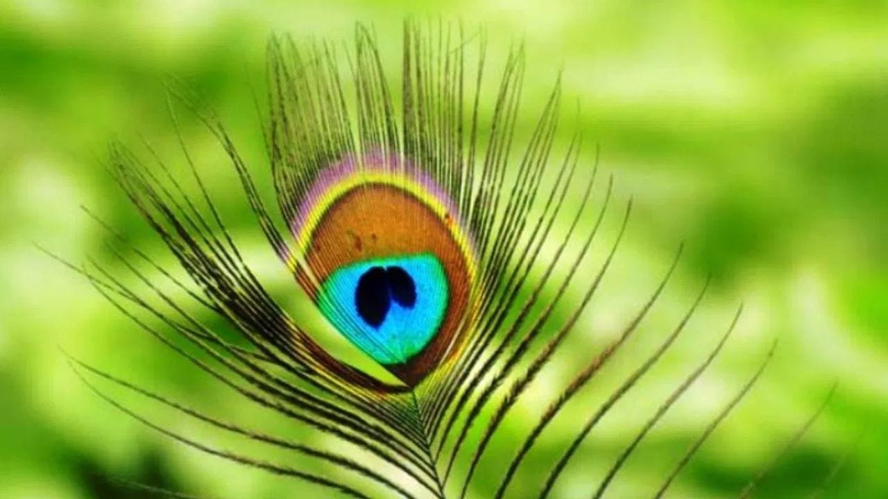 નકારાત્મક ઉર્જા દૂર કરવા માટે - જન્માષ્ટમીના દિવસે, ઘરના મુખ્ય પ્રવેશદ્વાર પર મોરનું પીંછું મૂકો. તેને એવી રીતે મૂકો કે તે સરળતાથી દેખાય. એવું માનવામાં આવે છે કે ઘરમાં નકારાત્મક ઉર્જા પ્રવેશતી નથી અને સુખ અને શાંતિ રહે છે.