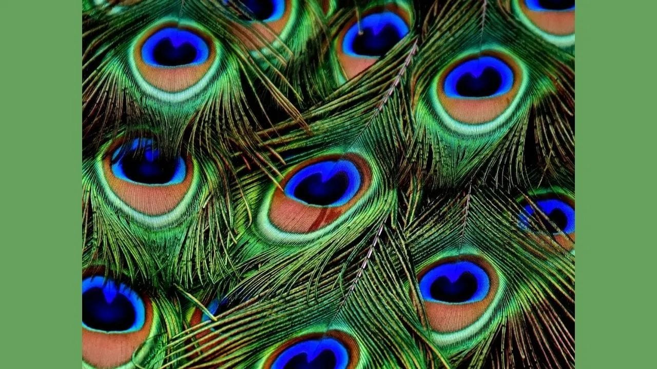 નાણાકીય લાભ માટે - જન્માષ્ટમી પર, કૃષ્ણ મંદિરથી મોરનું પીંછું લાવો. પછી તેના પર ગંગાજળ છાંટો અને તેને ઘરની તિજોરીમાં રાખો. તેને 21 દિવસ સુધી કોઈને બતાવ્યા વિના રાખો અને 21 દિવસ પછી તેને પૂજા સ્થાન પર રાખો. એવું માનવામાં આવે છે કે આનાથી અટકેલા પૈસા પાછા આવે છે અને પૈસાની અછત દૂર થાય છે.