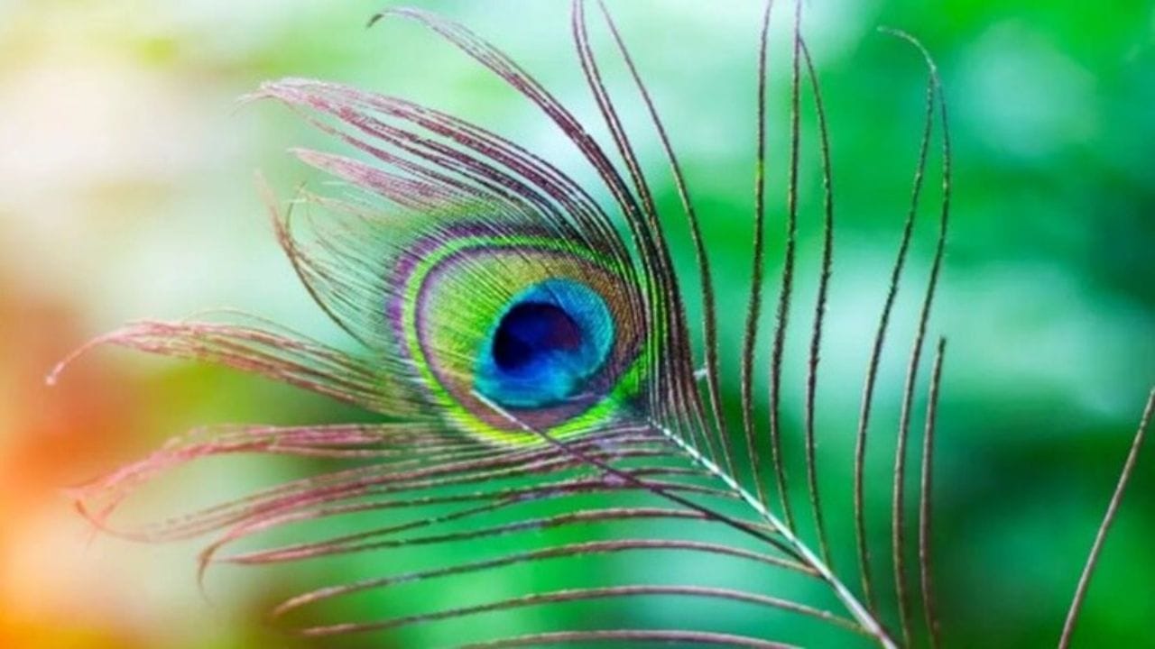 આર્થિક સમસ્યાઓ માટે - જન્માષ્ટમીના દિવસે, 5 મોરના પીંછા લો અને તેને ભગવાન શ્રીકૃષ્ણની મૂર્તિ સાથે રાખો. પછી સતત 21 દિવસ સુધી નિયમિત રીતે તેમની પૂજા કરો. એવું માનવામાં આવે છે કે આનાથી આર્થિક સમસ્યાઓ દૂર થાય છે.