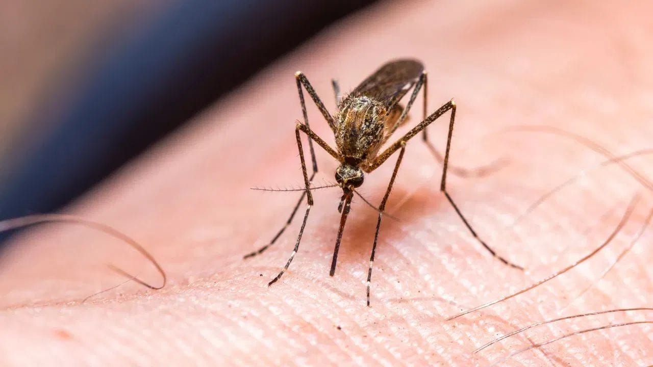 મચ્છરનું નામ સાંભળીને ડેન્ગ્યુ, મેલેરિયા અને ચિકનગુનિયા જેવા રોગ વિશે મનમાં વિચાર આવે છે. આ જીવલેણ રોગ છે. આ રોગના ડર ઉપરાંત, એક એવો ડર પણ છે જે લોકોને ખૂબ જ પરેશાન કરે છે, એટલે કે, શું HIV વાયરસ મચ્છરના કરડવાથી ફેલાય છે? જો કોઈ મચ્છર ચેપગ્રસ્ત વ્યક્તિને કરડ્યા પછી બીજા વ્યક્તિને કરડે છે, તો શું વાયરસ ફેલાય છે? ચાલો નિષ્ણાતો પાસેથી આ વિશે જાણીએ.