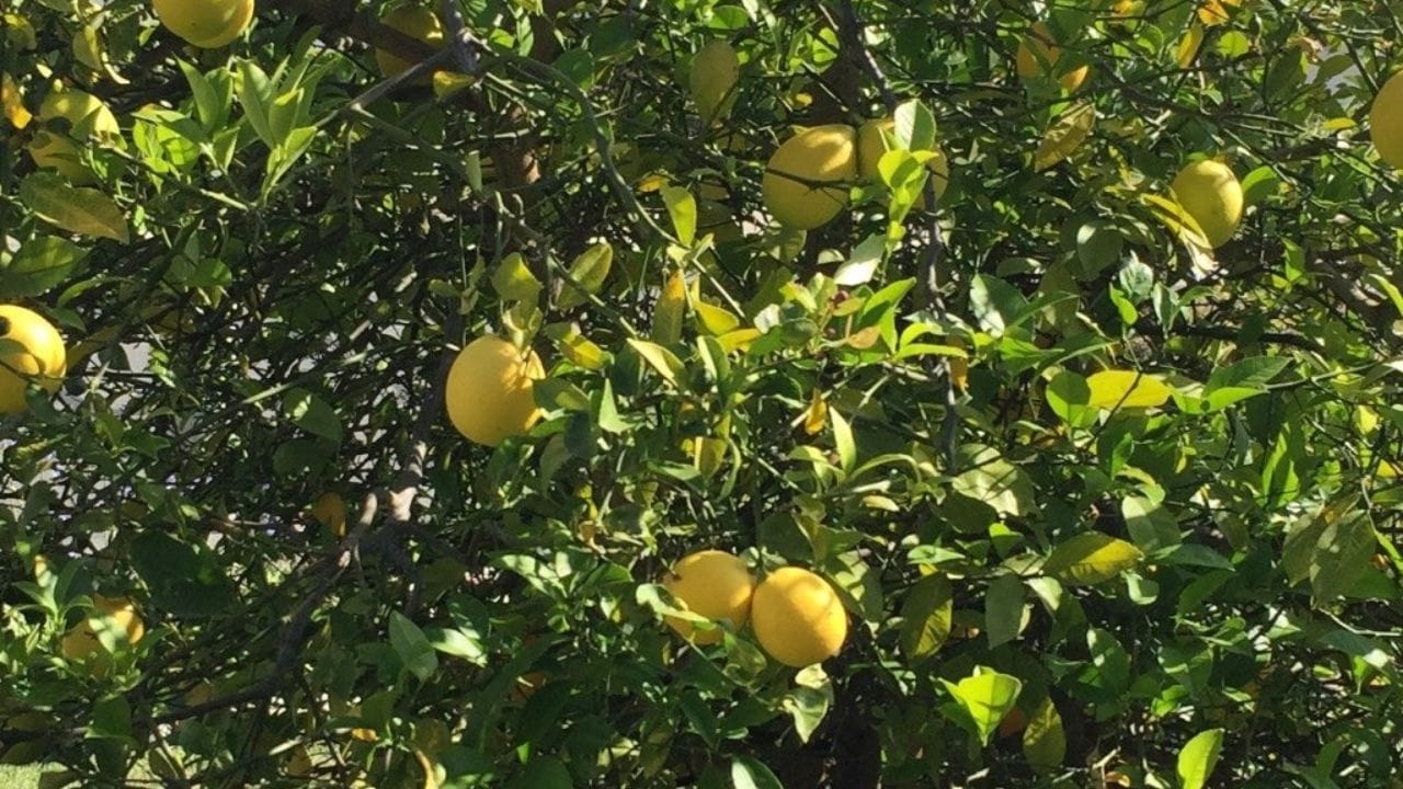 એન્ટીઑકિસડન્ટોથી ભરપૂર - જાવિત્રીમાં એન્ટીઑકિસડન્ટ, વિટામિન સી અને બળતરા વિરોધી ગુણધર્મોનું શક્તિશાળી મિશ્રણ ત્વચા પર કમાલનું કામ કરે છે. ધીમે-ધીમે ત્વચાનો રંગ અને બનાવટ સુધારે છે. નિયમિત ઉપયોગ રંગને સમાન બનાવે છે, ડાઘ ઘટાડે છે અને સ્કીનની ચમકને નિખારે છે.
