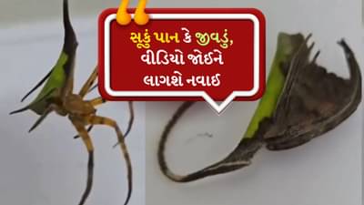 કુદરતનો ચમત્કાર ! સૂકું પાંદડું નહી પણ આ છે એક જીવડું, પ્રકૃતિએ આપી છે તેને ખાસ શક્તિ