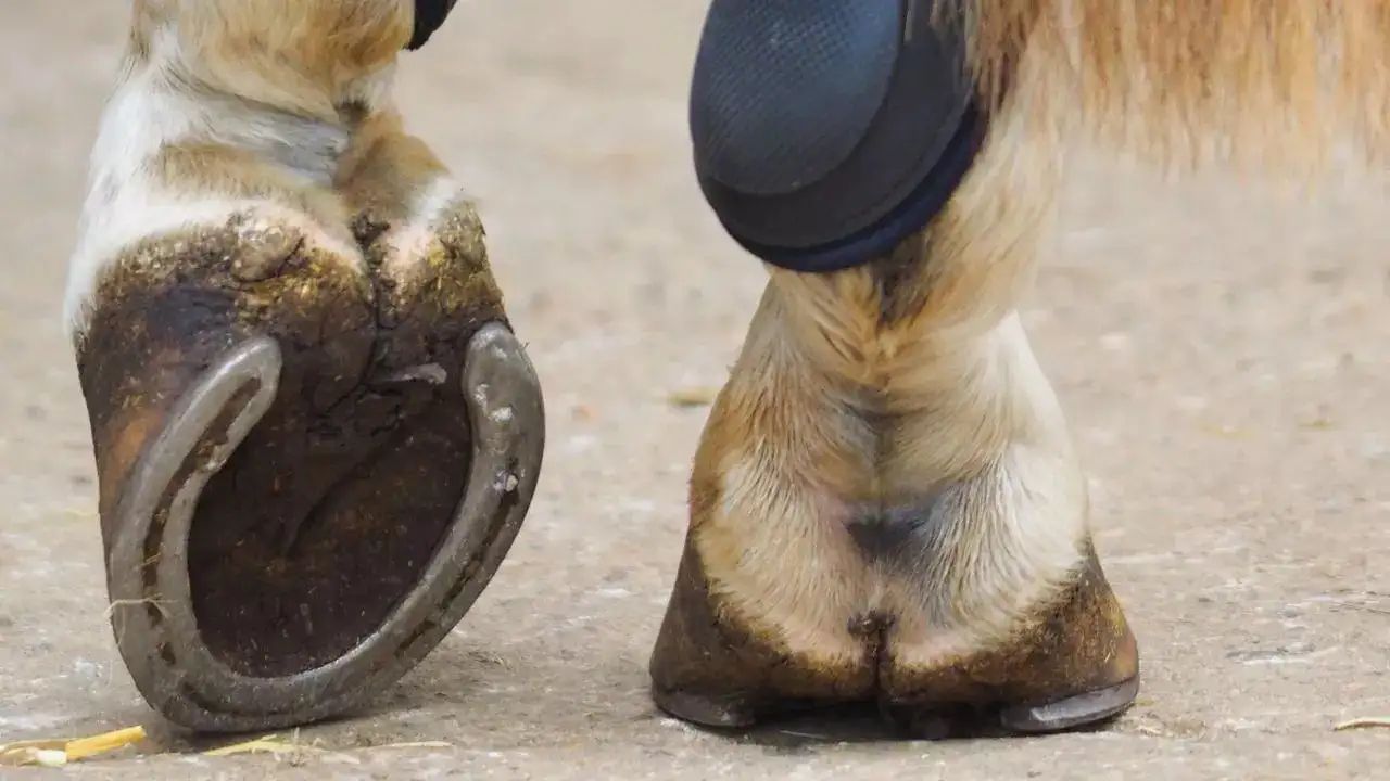 પ્રેમાનંદ મહારાજે શનિની સાડેસાતી અને ઢૈય્યાથી છુટકારો મેળવવાનો એક અદ્ભુત અને સરળ ઉપાય જણાવ્યો. તેમણે કહ્યું કે ગ્રહોના દુ:ખ ફક્ત ભગવાનના નામનો જાપ કરવાથી જ દૂર થાય છે.