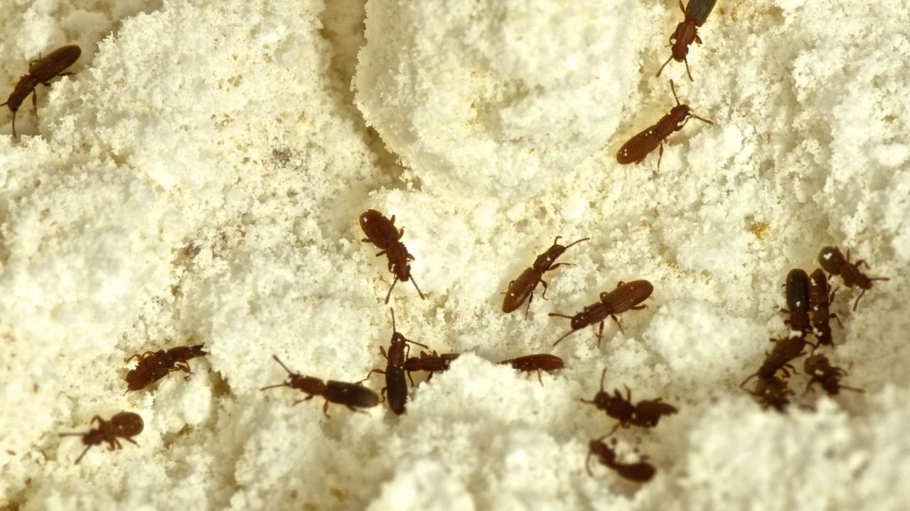 હિંગથી જંતુઓ ભાગી જશે: લોટમાં હિંગ ઉમેરીને પણ જીવડાથી છુટકારો મેળવી શકાય છે. લવિંગની જેમ, હિંગને નાની પોટલીમાં બાંધીને લોટમાં ઉમેરો જેથી લોટનો સ્વાદ ખરાબ ન થાય.