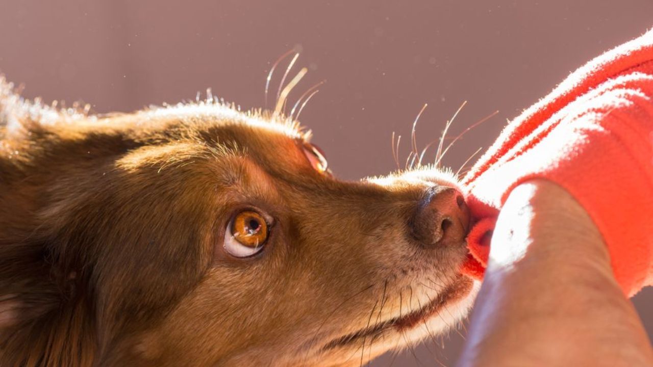 સેપ્સિસ (Sepsis): જો કૂતરાના કરડવાથી થયેલી ઇજાને યોગ્ય રીતે સાફ કરવામાં ન આવે અથવા સમયસર ડૉક્ટરને બતાવવામાં ન આવે તો બેક્ટેરિયા તમારી રક્ત ધમનીઓમાં ફેલાઈ શકે છે, જે સેપ્સિસ તરફ દોરી જાય છે. આ સ્થિતિ લોહી ખતમ થવું, ધમનીમાં અવરોધ અને અંગ નિષ્ફળતા જેવી સમસ્યાઓ તરફ દોરી શકે છે. અહીં કારણ કોઈપણ સામાન્ય કાપ જેવું નથી, તે જીવલેણ છે.